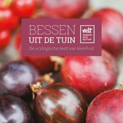 Bessen uit de tuin